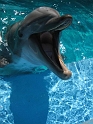 SeaWorld (19)